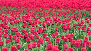 bed of red tulips HD wallpaper
