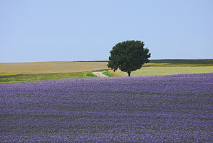 green tree plant near at lavender