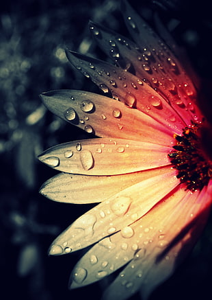 shallow photography on orange and pink wet flowers