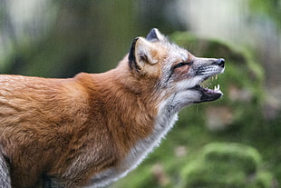 brown and white fox howling, vixen