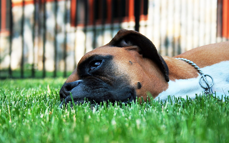 close up photo of tan boxer dog on grass field HD wallpaper