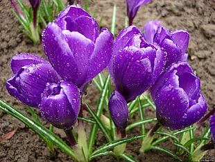 selective focus photography of purple Pulsatilla flower HD wallpaper