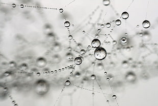 macro photograph of droplets, spider HD wallpaper