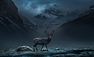 gray deer, nature, animals, deer, mountains HD wallpaper