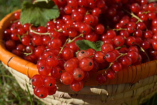 cherry in brown basket HD wallpaper