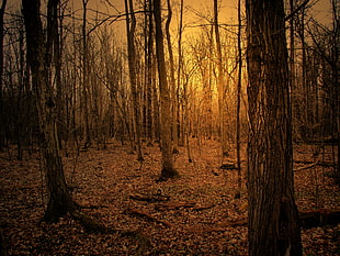 forest during golden hour