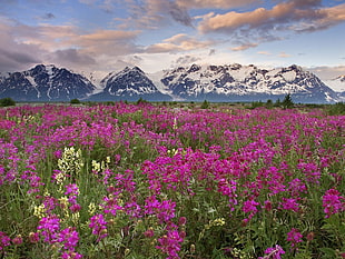 pink and yellow petaled flower field near mountain at daytime