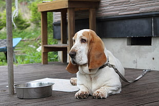 white and tan blood hound with grey leash prone lying on floor at daytime