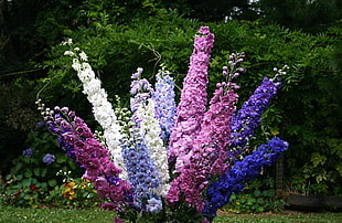 purple, pink, and white cluster flower