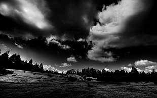 trees and clouds, photography, nature, landscape, trees