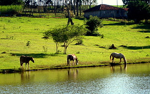 three horses drinking on the river during daytime HD wallpaper
