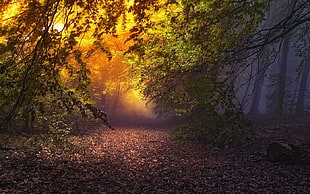 green leaf trees in forest with sun rays