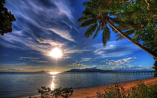 ocean photo, beach, palm trees, nature, pier