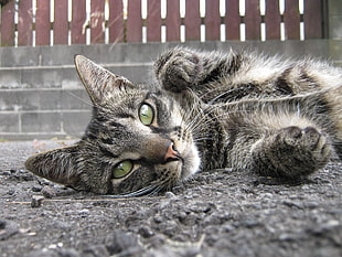 gray tabby cat lying on gray ground