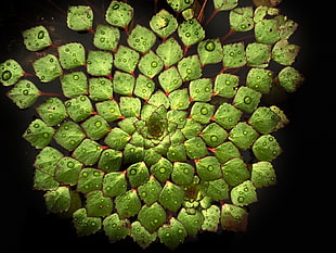 green petaled flower, Water lily, Leaves, Water