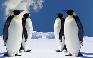 four penguins, penguins, animals, birds HD wallpaper