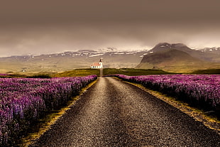 road in between purple flower field HD wallpaper