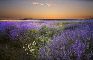 purple Lavender flower field at sunset HD wallpaper