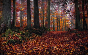 red and orange trees