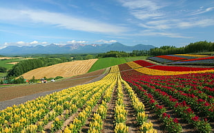 landscape with bed of yellow, red, and orange petal flowers HD wallpaper