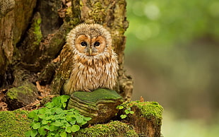 brown owl, animals, owl, birds, trees HD wallpaper