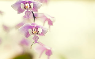 selective focus photography of pink-and-white Moth orchid HD wallpaper