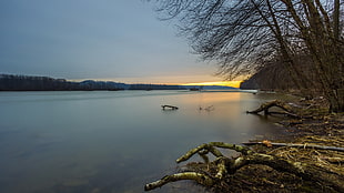 body of water surrounded with trees