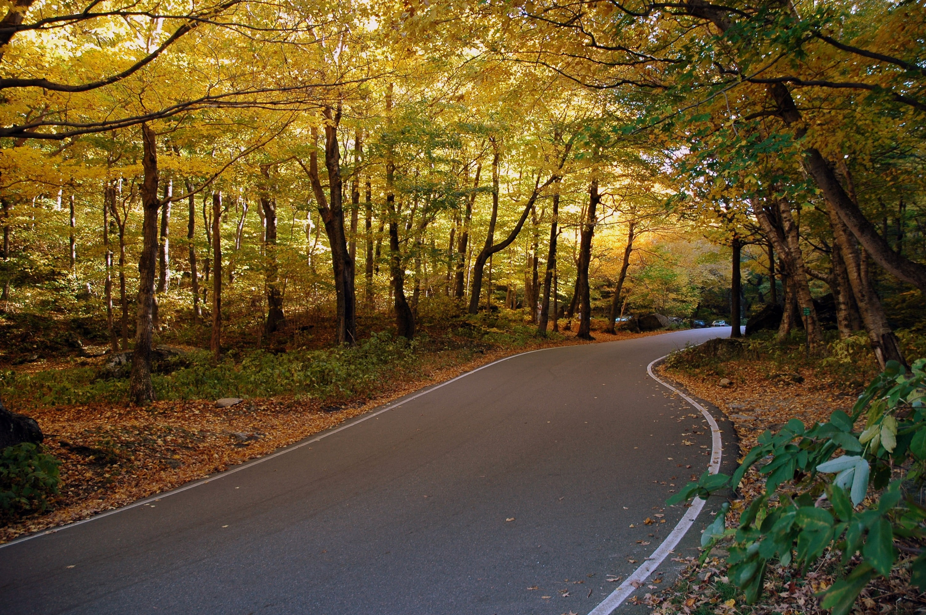 green trees, nature, forest, trees