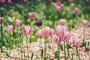 pink petal flowers photography