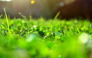 shallow focus photography of green leaved plants