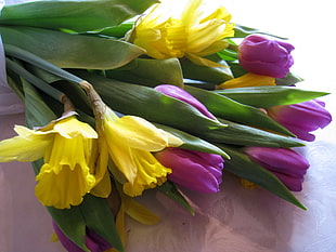 yellow and purple tulips bouquet HD wallpaper