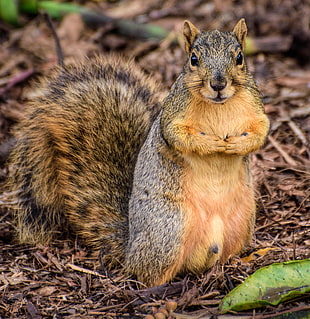 brown and gray squirrel