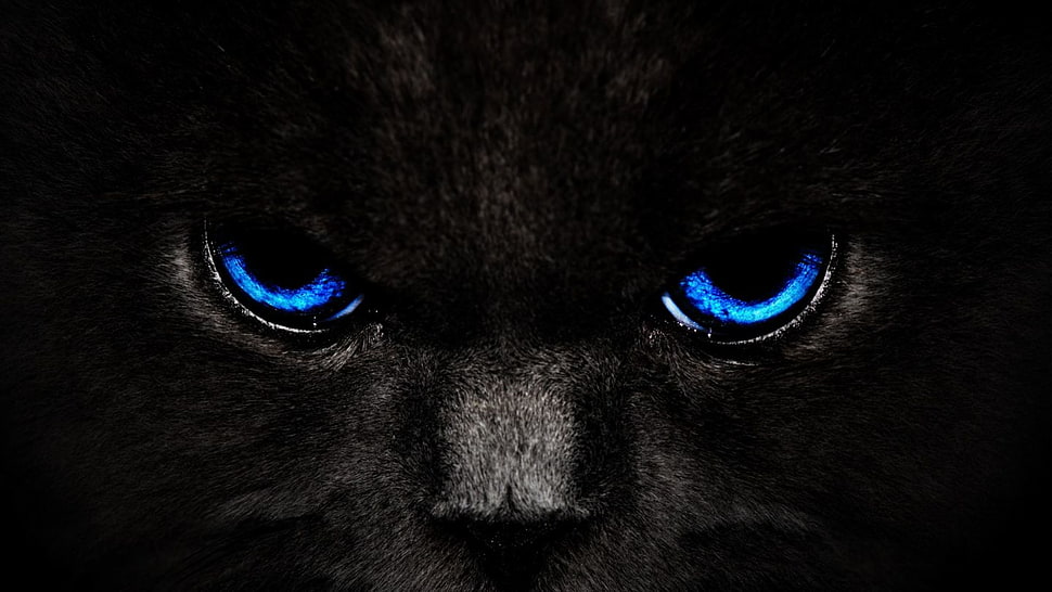 black cat with blue eyes HD wallpaper