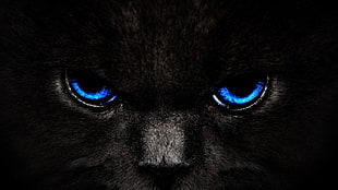 black cat with blue eyes HD wallpaper