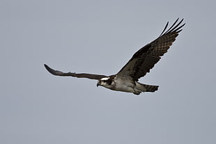 white and gray falcon, osprey