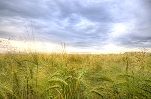 landscape photography of green grass field under gray clouds HD wallpaper