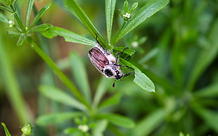 macro photo of a brown June beetle on green leaf HD wallpaper