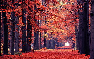 red tree, nature, landscape, fall, leaves