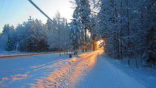 snow covered tree, landscape, snow, road, Sun HD wallpaper