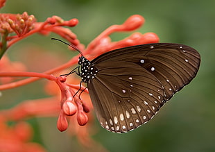 brown butterfly on red flowers HD wallpaper