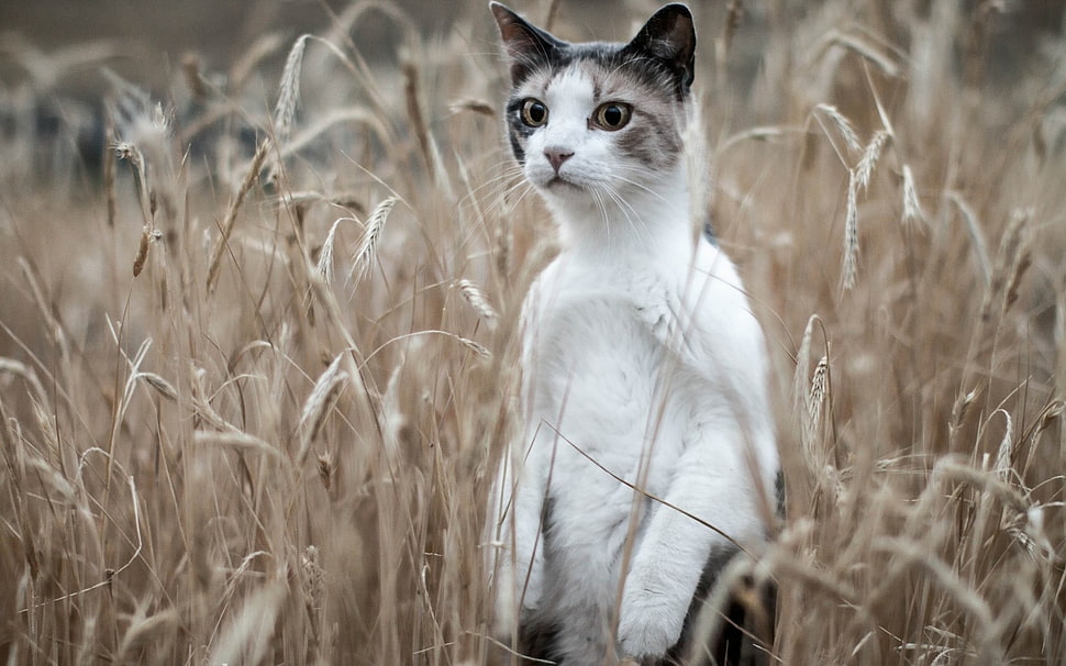 white and brown tabby cat in a field during daytime HD wallpaper