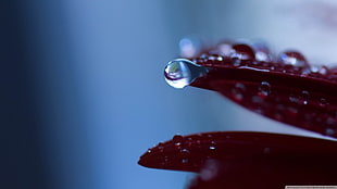 water dew, nature, water drops, macro HD wallpaper