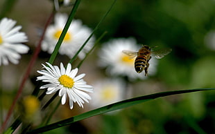 honeybee in flight near white daisy in closeup photo HD wallpaper
