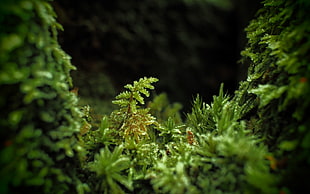 green leafed plants, photography, macro, leaves, plants HD wallpaper