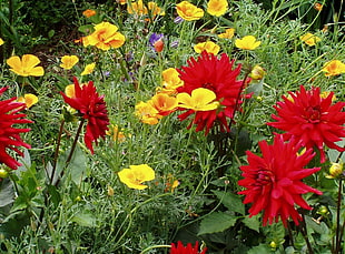 red mums and yellow cosmos flowers HD wallpaper