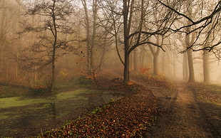 forest with body of water and pathway