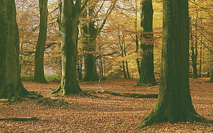 green leafed trees, nature, forest, leaves