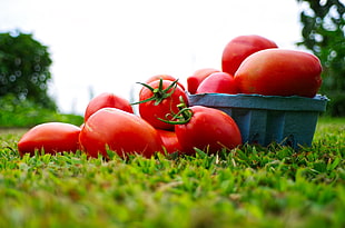 orange tomatoe fruits on blue bowl