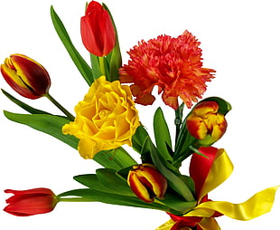 yellow and red petaled flowers HD wallpaper