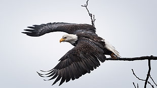 white bald eagle, animals, eagle, birds